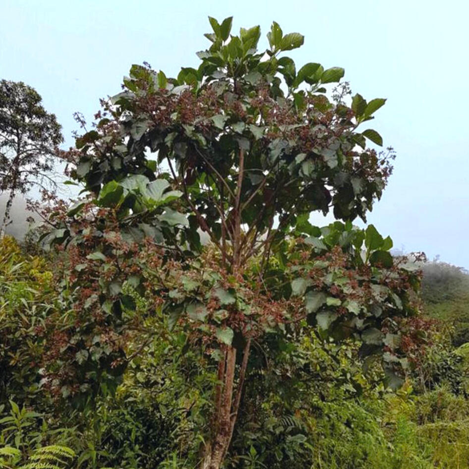 Dibujo plano de molécula de quinina, un fármaco extraído del árbol de la quina y que se emplea para tratar la malaria.